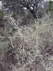 Adenocarpus telonensis