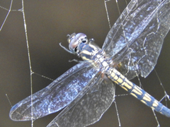 Trithemis festiva