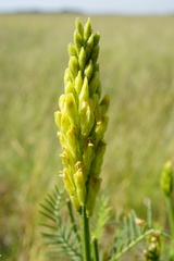 Astragalus asper