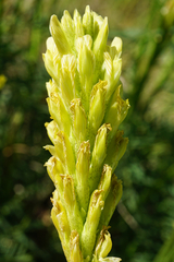 Astragalus asper