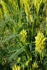 Astragalus asper