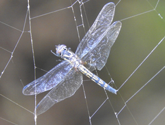 Trithemis festiva