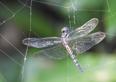 Trithemis festiva