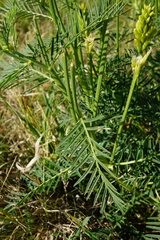 Astragalus asper