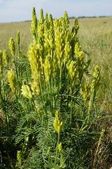 Astragalus asper