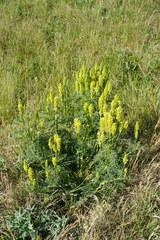 Astragalus asper