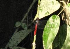 Orthetrum chrysis