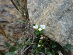 Cardamine resedifolia