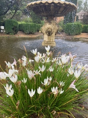 Zephyranthes candida