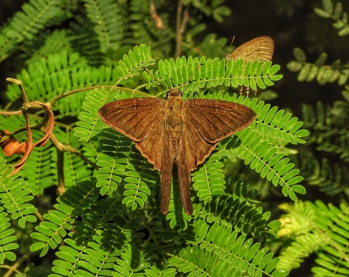 Brown Longtail