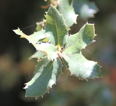 Quercus × acutidens
