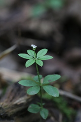 Galium asperuloides hoffmeisteri