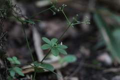 Galium asperuloides hoffmeisteri