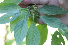 Cornus sericea occidentalis