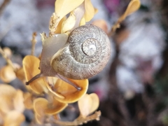 Zachrysia provisoria