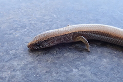 Panaspis maculicollis