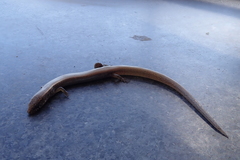 Panaspis maculicollis