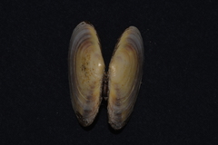 Hiatula biradiata