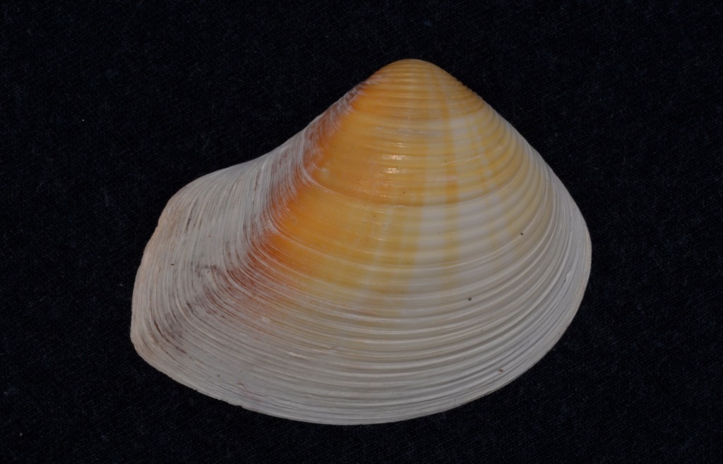 Deceptive crassatella