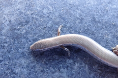 Panaspis maculicollis