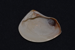 Eucrassatella decipiens