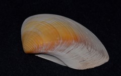 Eucrassatella decipiens