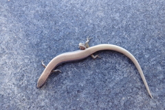 Panaspis maculicollis