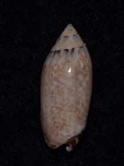 Oliva australis