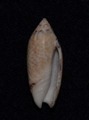 Oliva australis