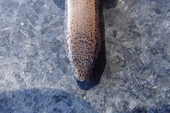 Panaspis maculicollis