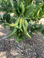 Citrus medica sarcodactylis