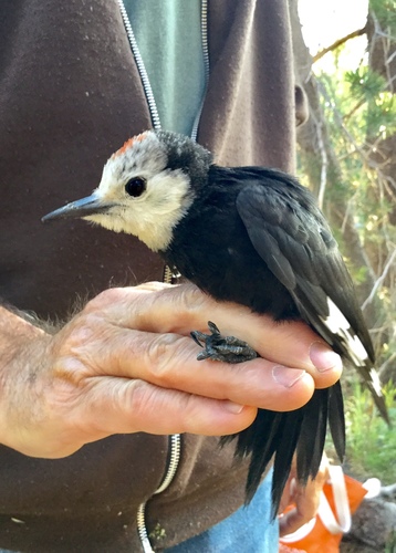 iNaturalist observation photo of White-headed Woodpecker