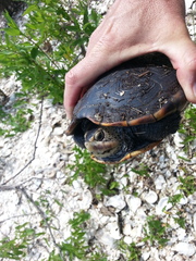 Malaclemys terrapin pileata