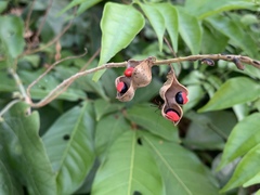 Rhynchosia phaseoloides