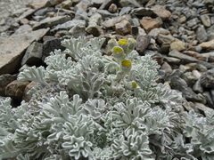 Jacobaea leucophylla