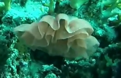 Hexabranchus