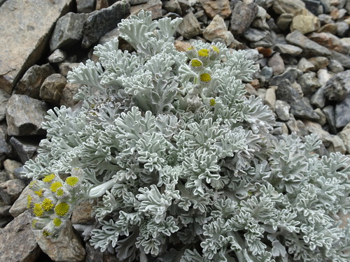 Image of Jacobaea leucophylla by (c) Thomas Koffel, some rights reserved (CC BY)