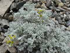 Jacobaea leucophylla