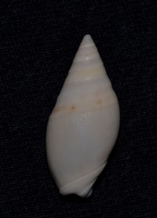 Amalda lineata