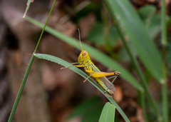 Hieroglyphus tonkinensis