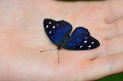 Eunica orphise