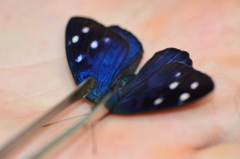 Eunica orphise