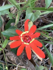 Passiflora tholozanii