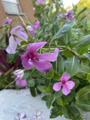 Catharanthus roseus image