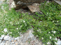 Galium cometerhizon