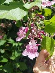 Fridericia patellifera