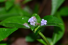 Spermacoce alata