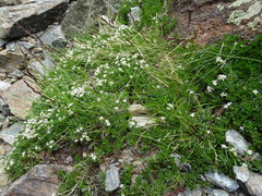 Galium cometerhizon