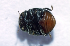 Rhyzobius forestieri