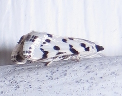 Eustixia pupula